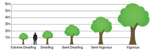 What is a rootstock? Its types & uses - Orchardly ® - Better Orchards ...